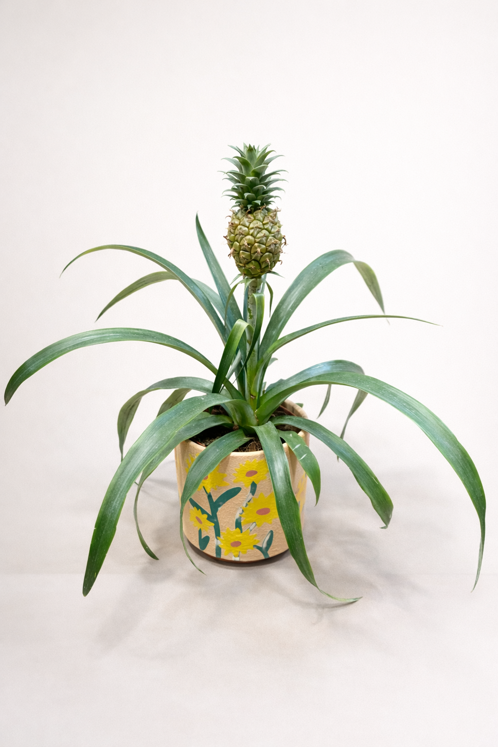 Ananas en pot 🍍