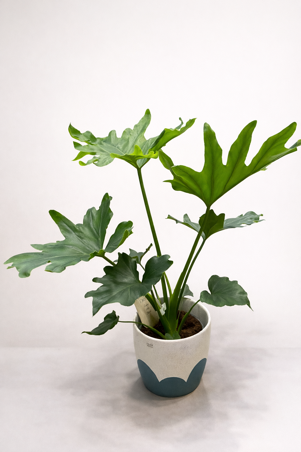 Philodendron