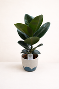 Ficus elastica