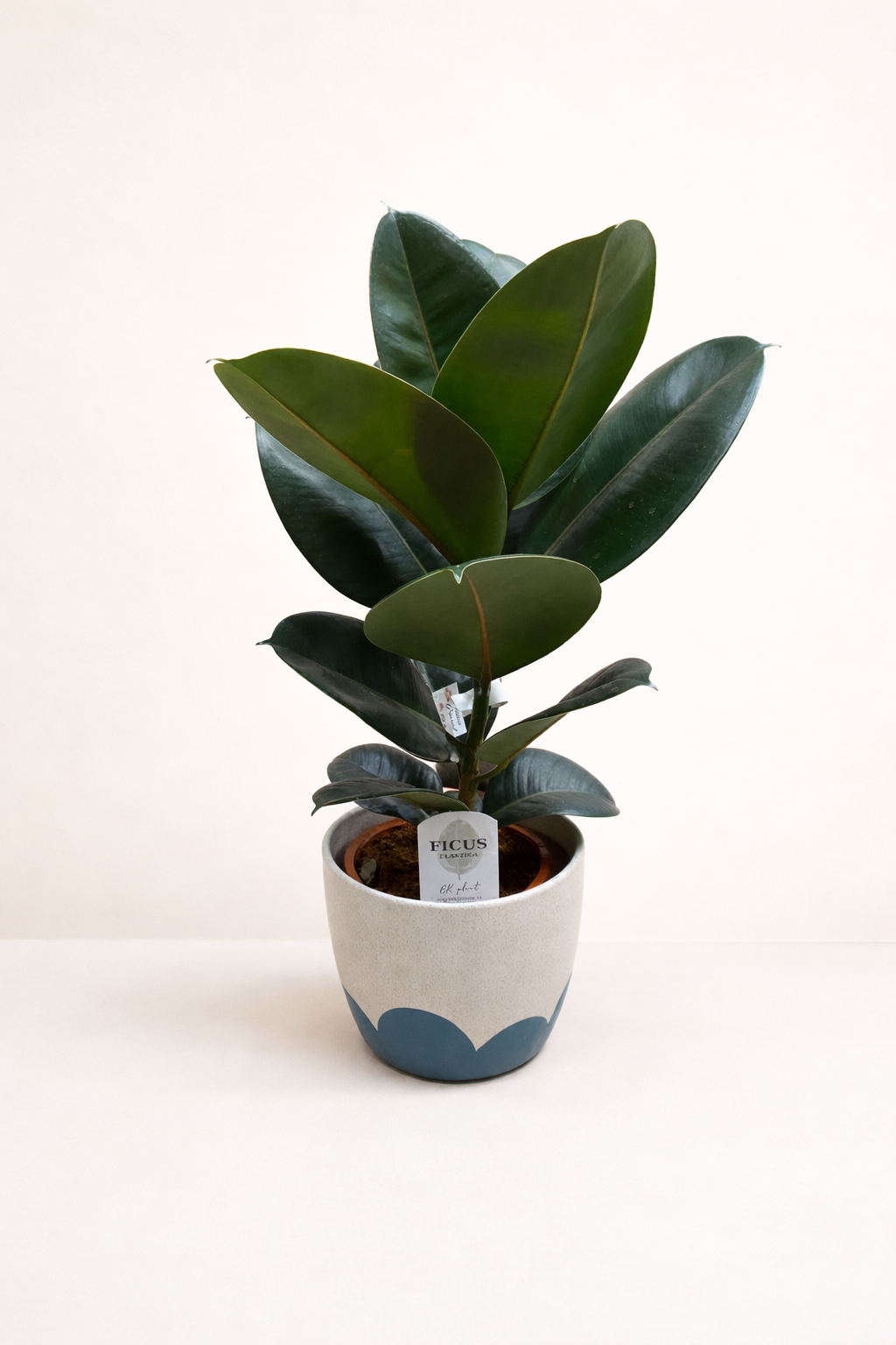 Ficus elastica