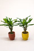 Dracaena