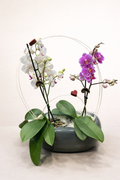 Duo d’orchidées décoratif