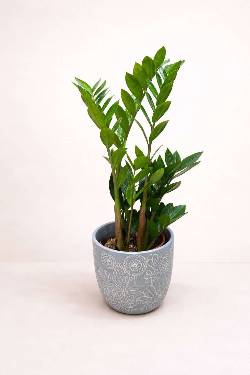 Zamioculcas