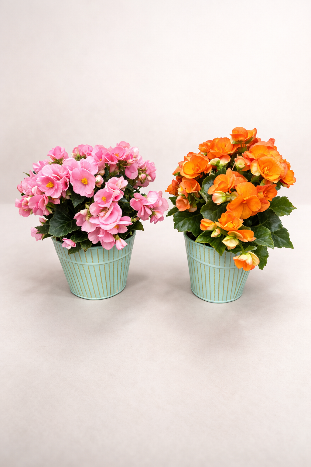 Bégonia en pot