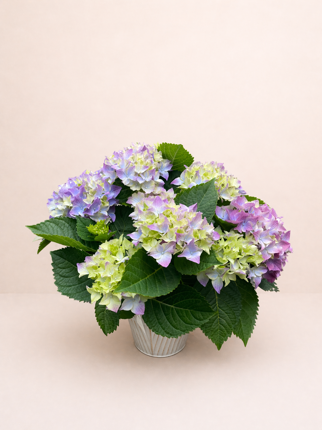 Hortensias