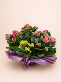 Kalanchoé coloré