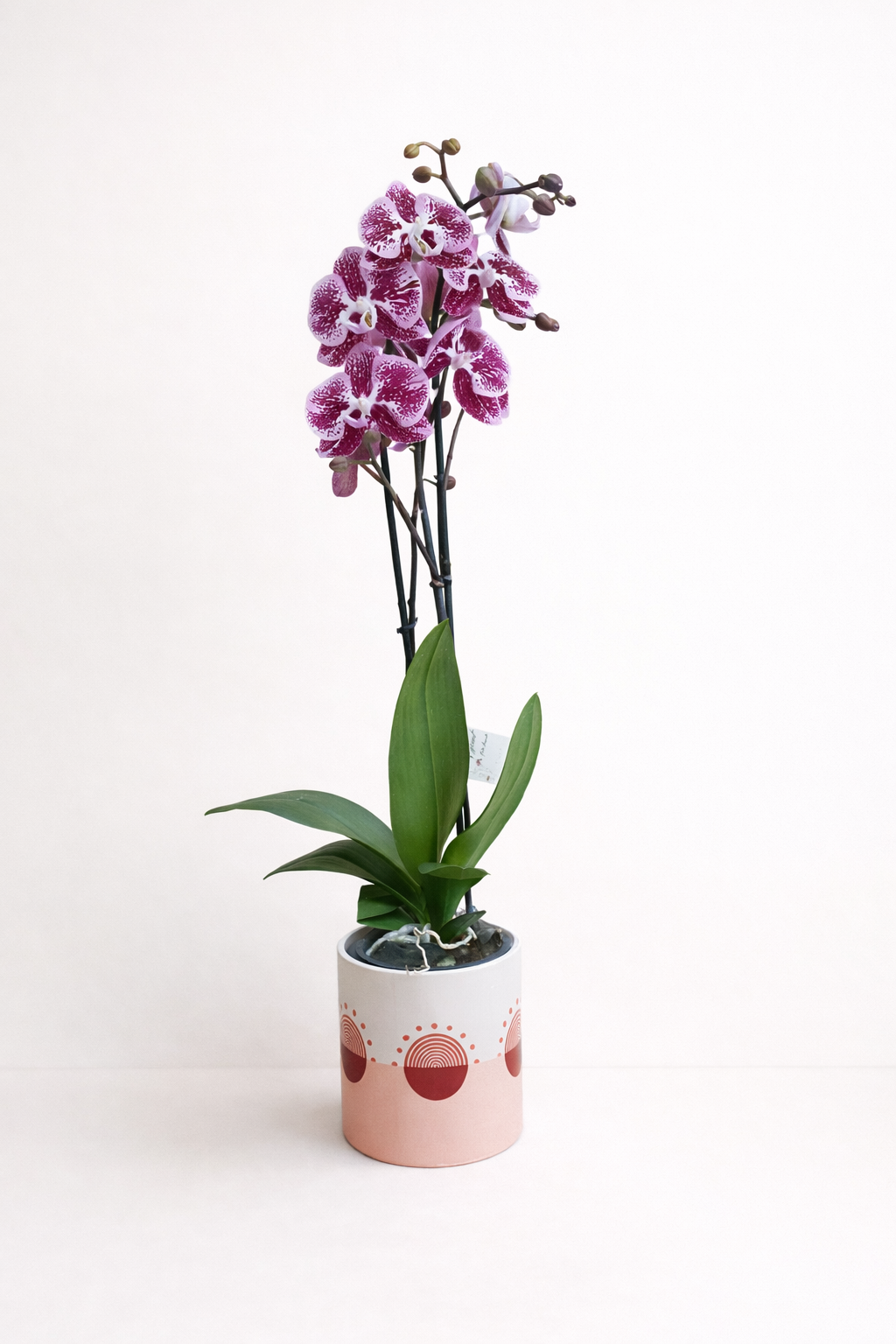 La beauté de l'orchidée - Pot Édition Limitée