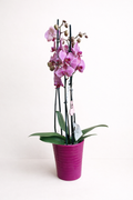 La beauté de l’orchidée