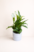 Arum Calla Lily