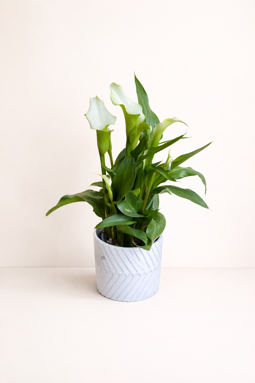 Arum Calla Lily