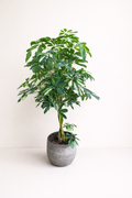 Schefflera