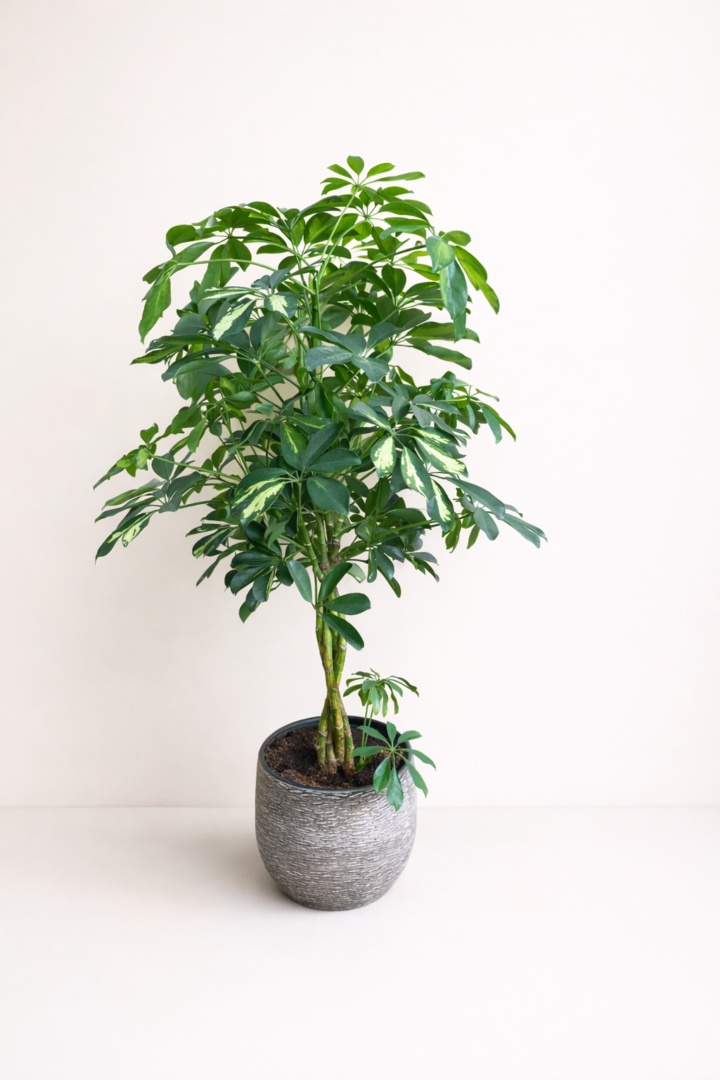 Schefflera