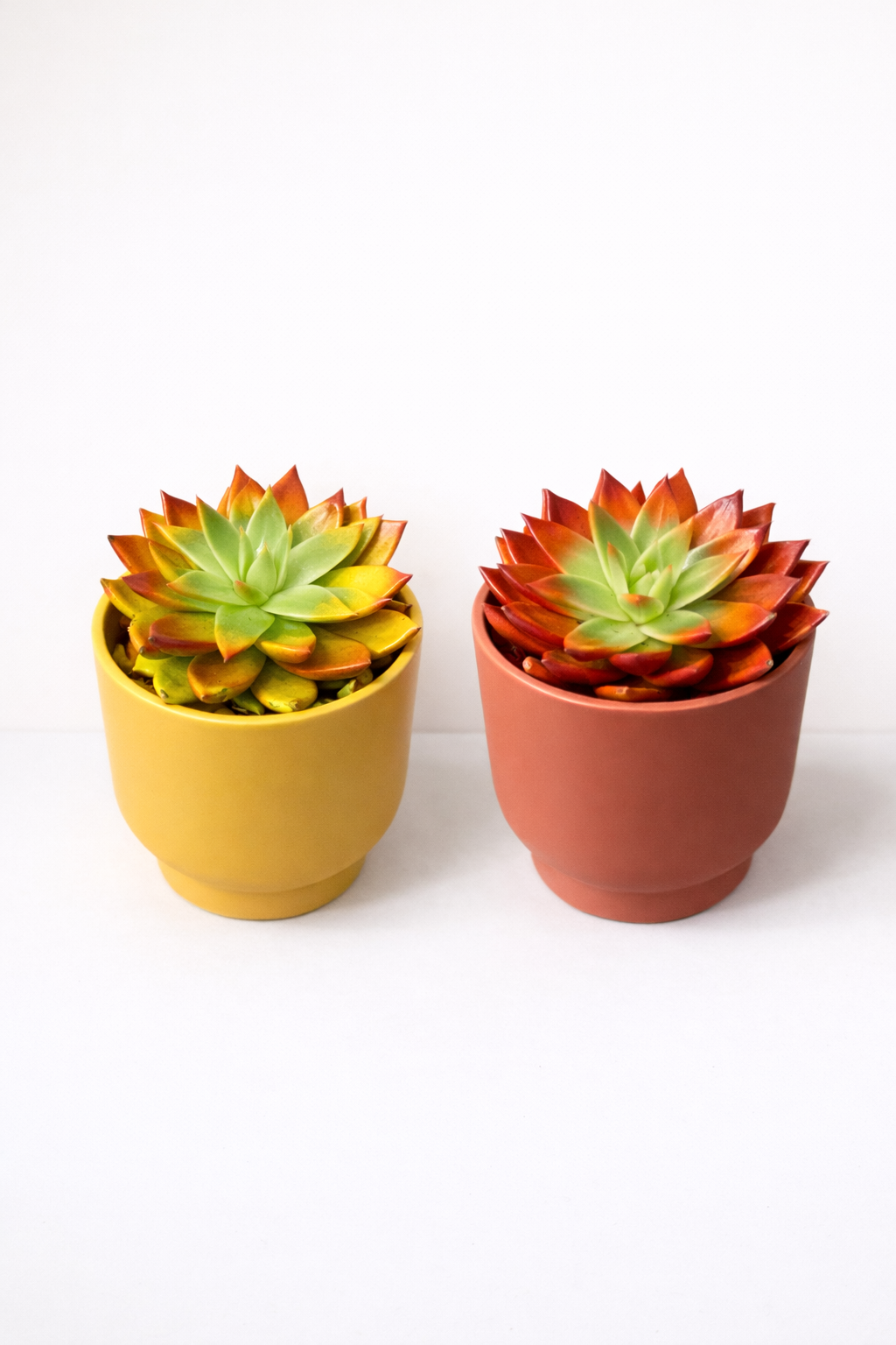 Succulente en Pot