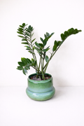Plante ZZ - Zamioculcas Zamiifolia