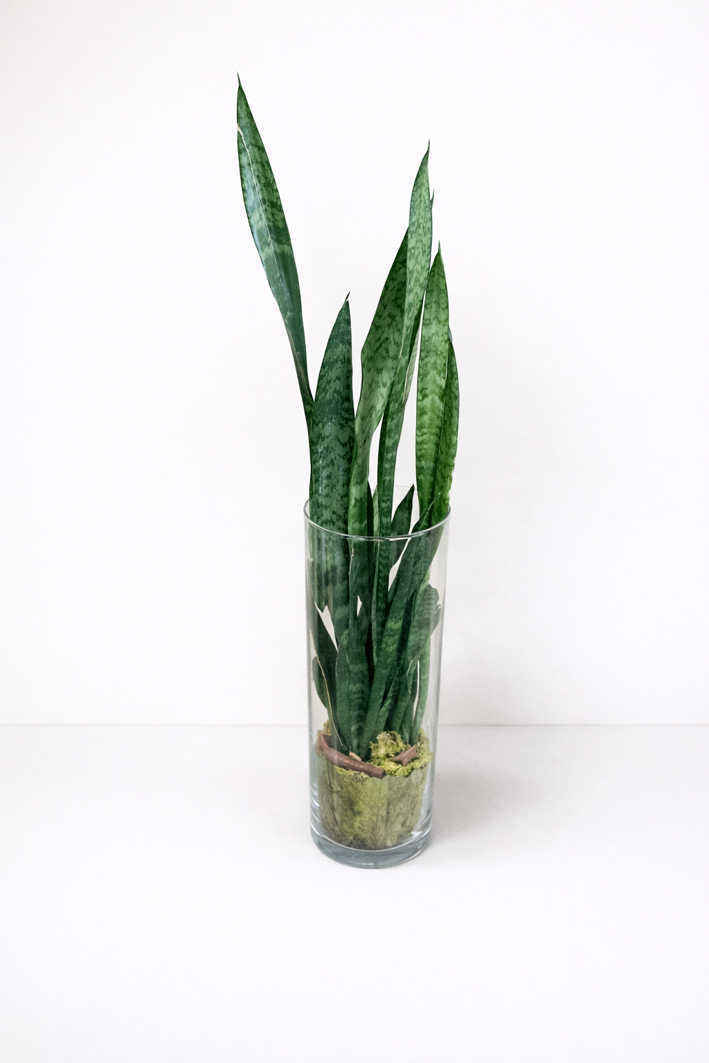 Plante sanseveria en Vase Transparent