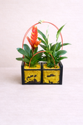 Composition tropicale duo