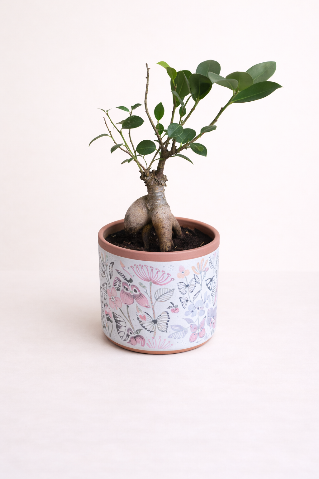 Ficus Ginseng