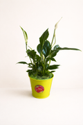 Spathiphyllum (Fleur de Lune)