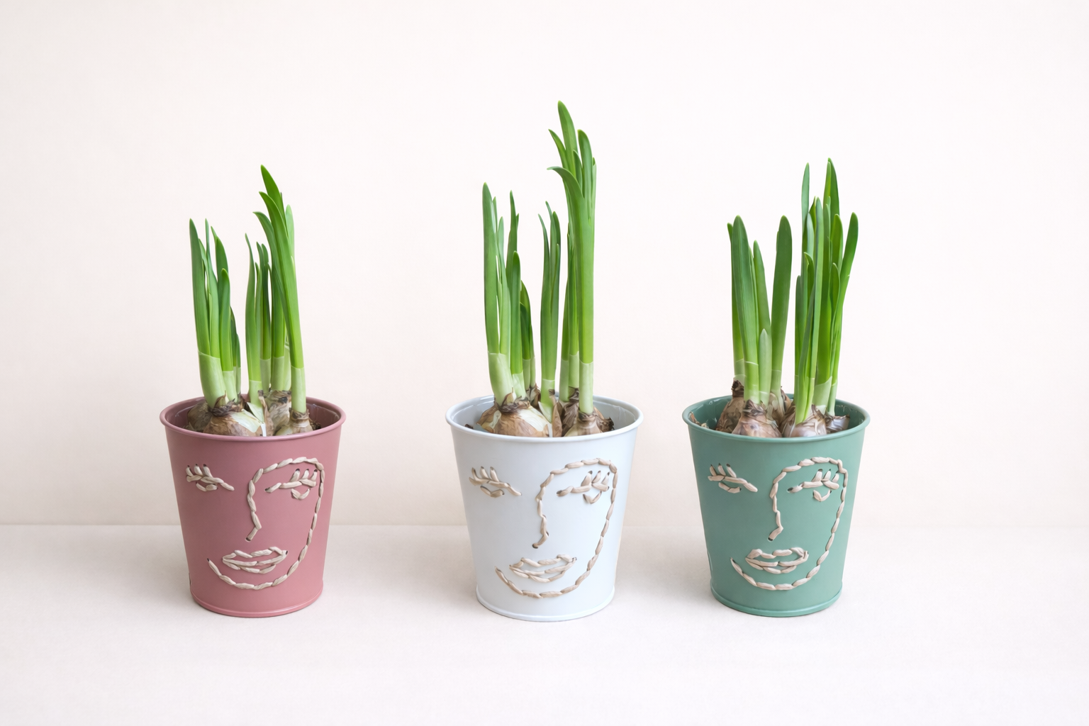 Bulbes de printemps (Narcisses)