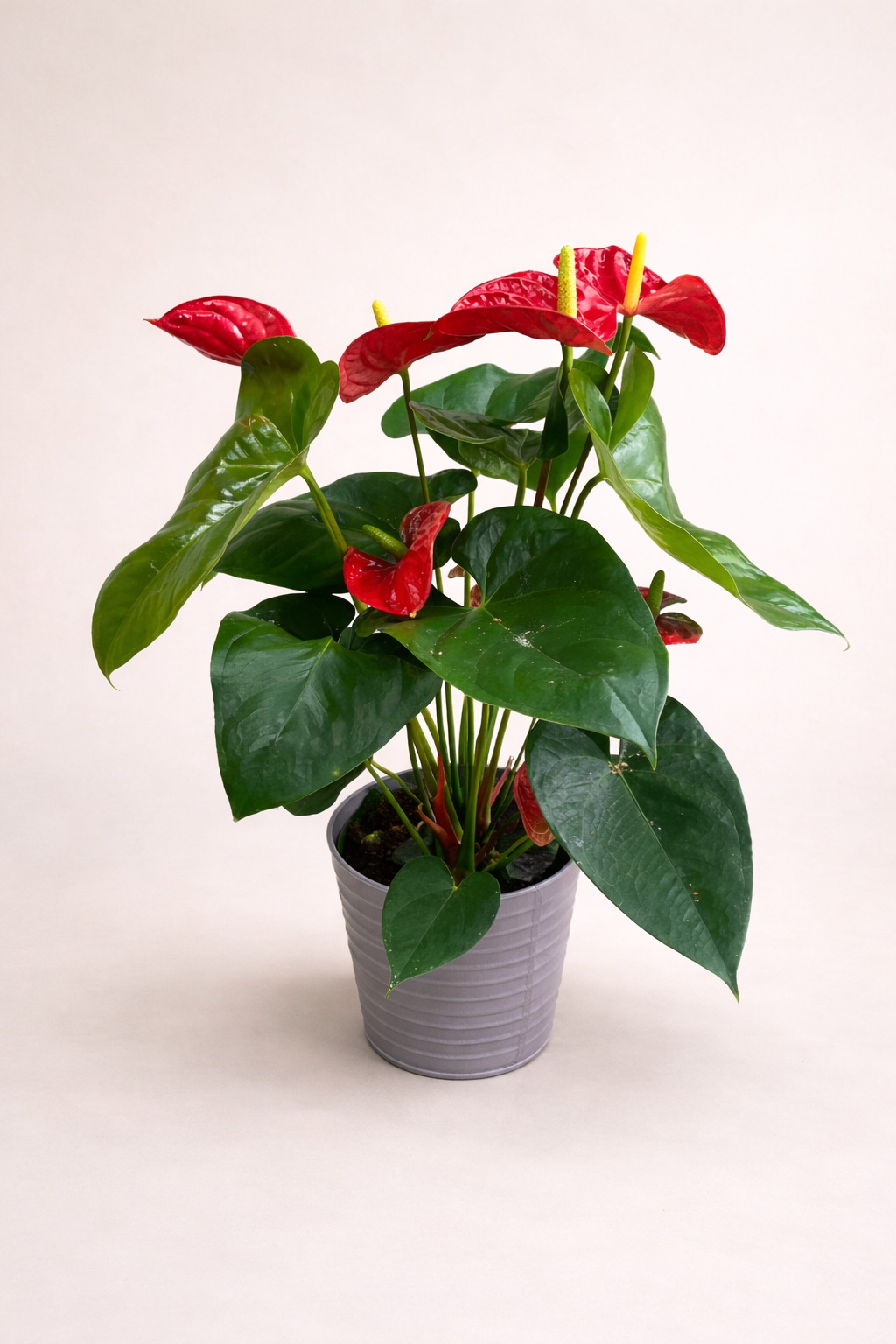 Anthurium Rouge - Taille M