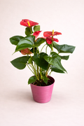 Anthurium Rouge - Taille S
