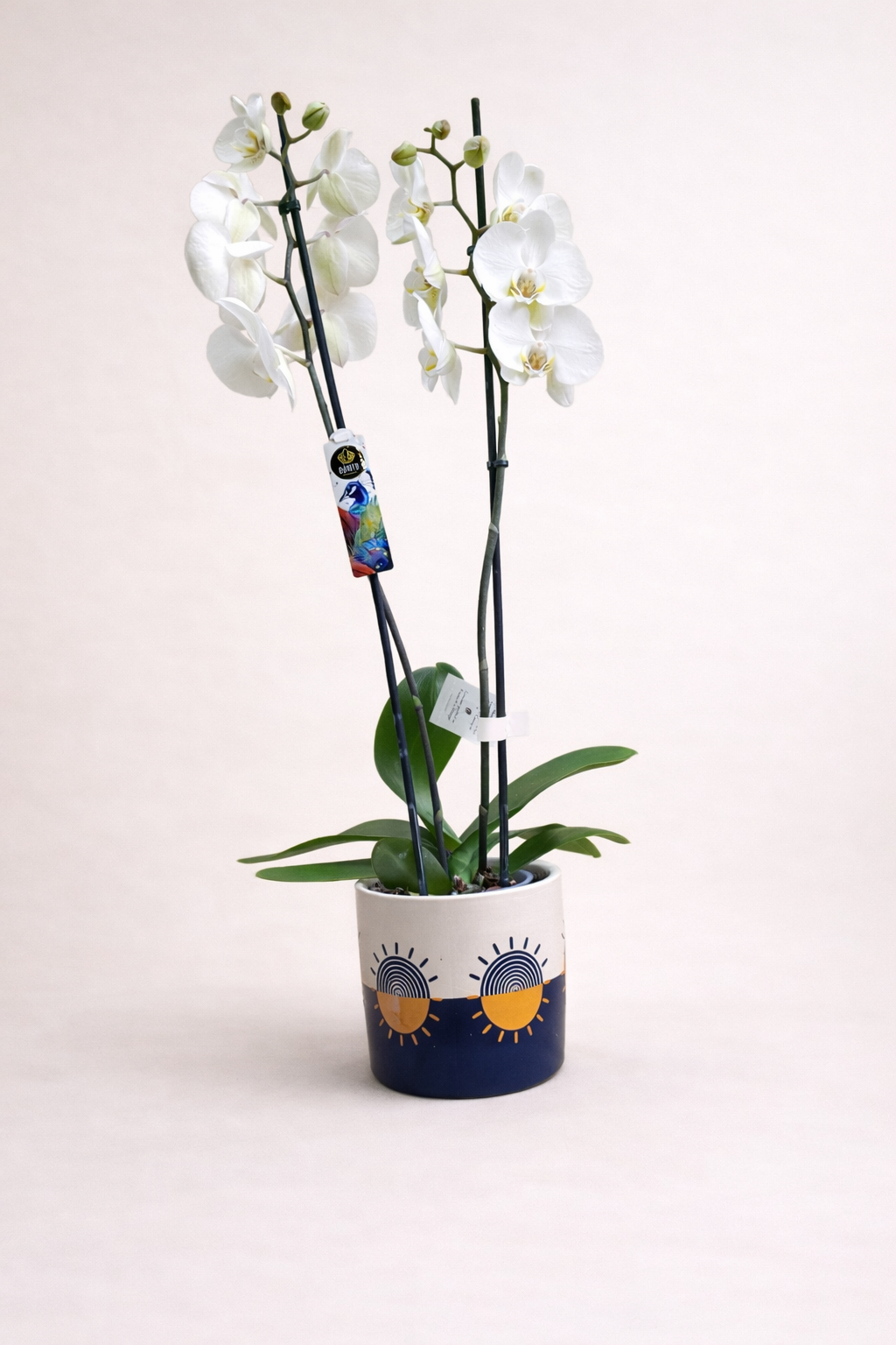 La beauté de l'orchidée - Pot Édition Limitée