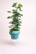 Schefflera Arboricola - Plante Parapluie Pot Bleu Strié
