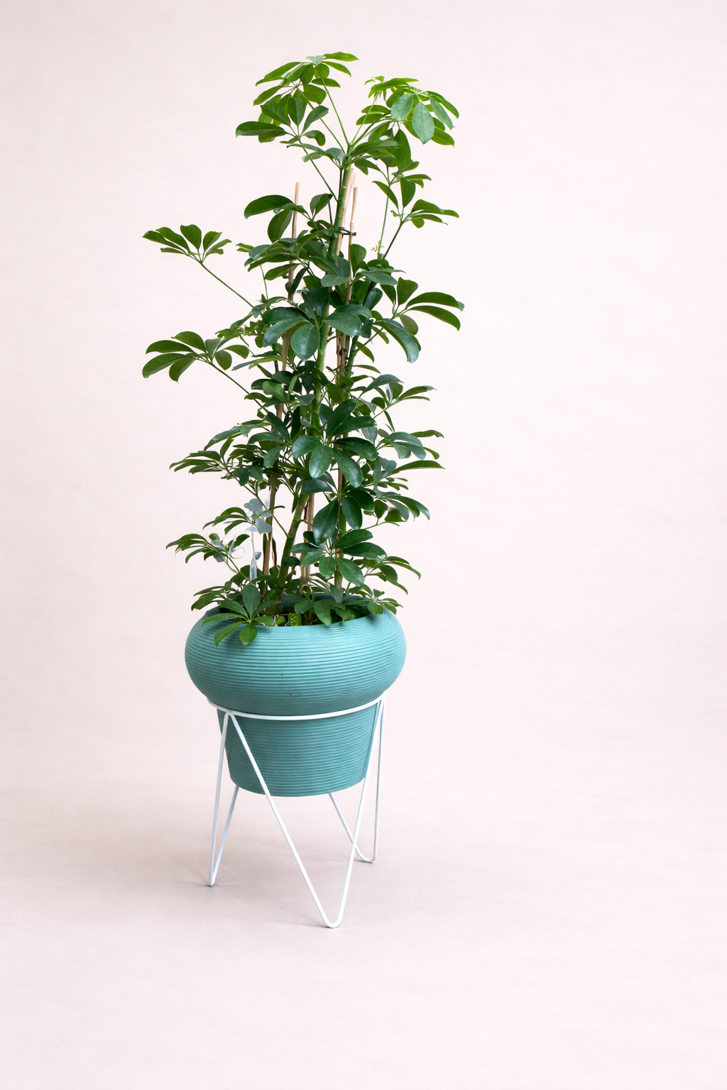 Schefflera Arboricola - Plante Parapluie Pot Bleu Strié