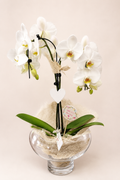 Orchidée Élégance