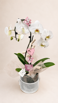 Orchidée blanche élégante