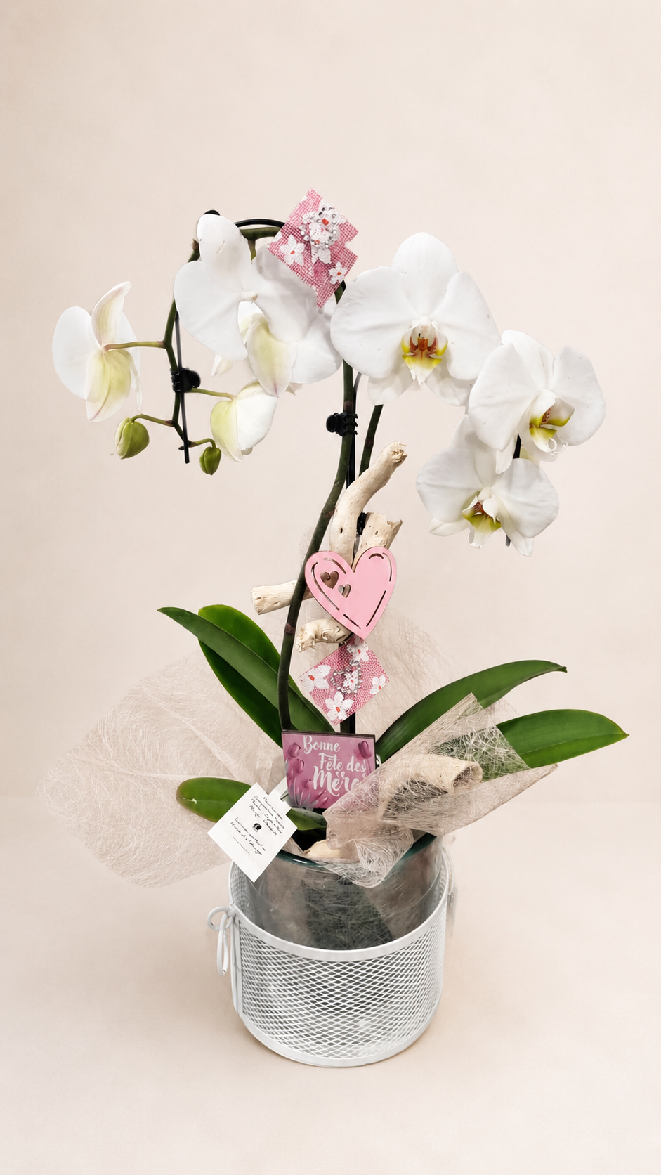 Orchidée blanche élégante