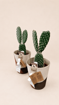 Cactus duo naturel et moderne