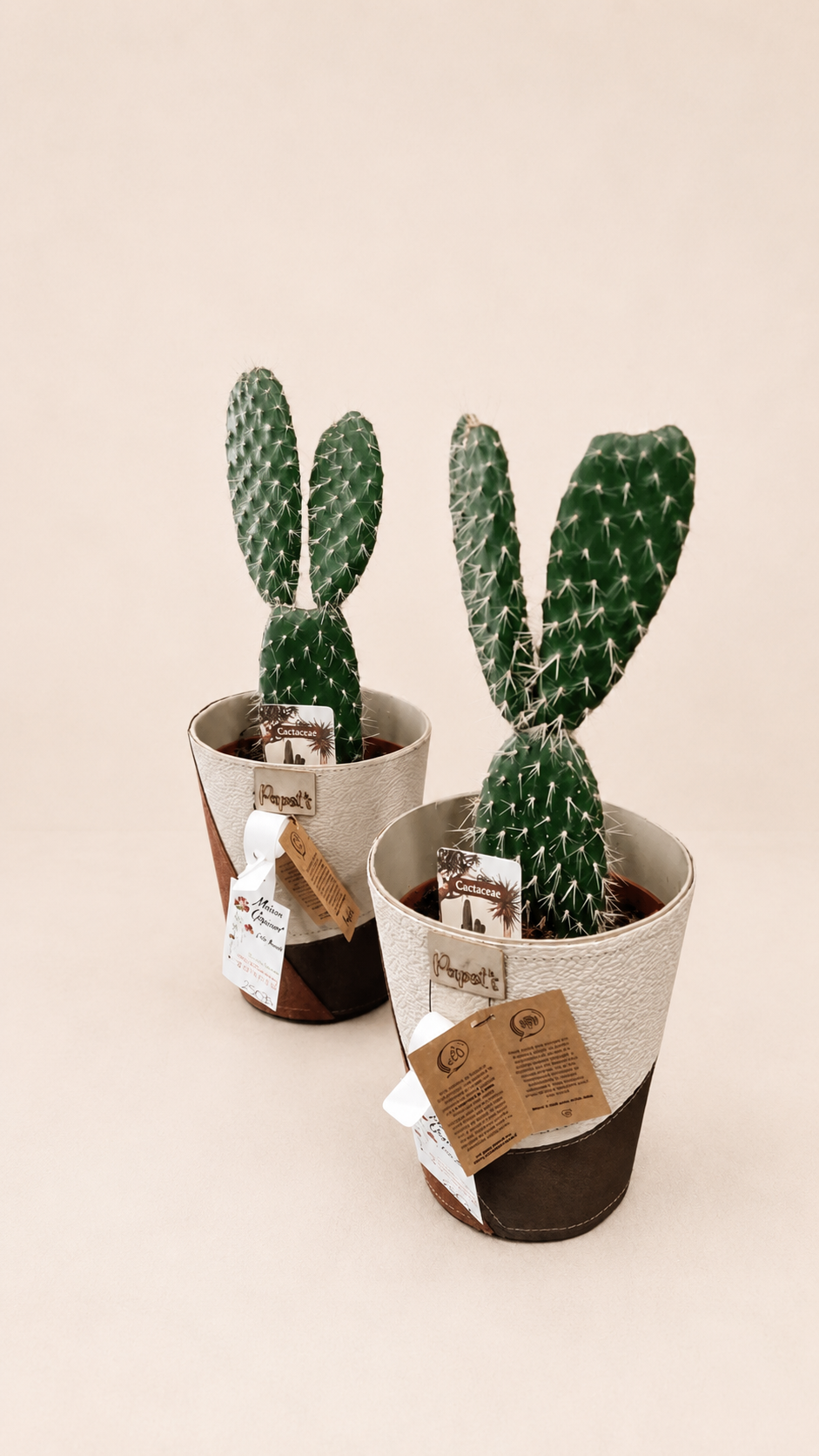 Cactus duo naturel et moderne