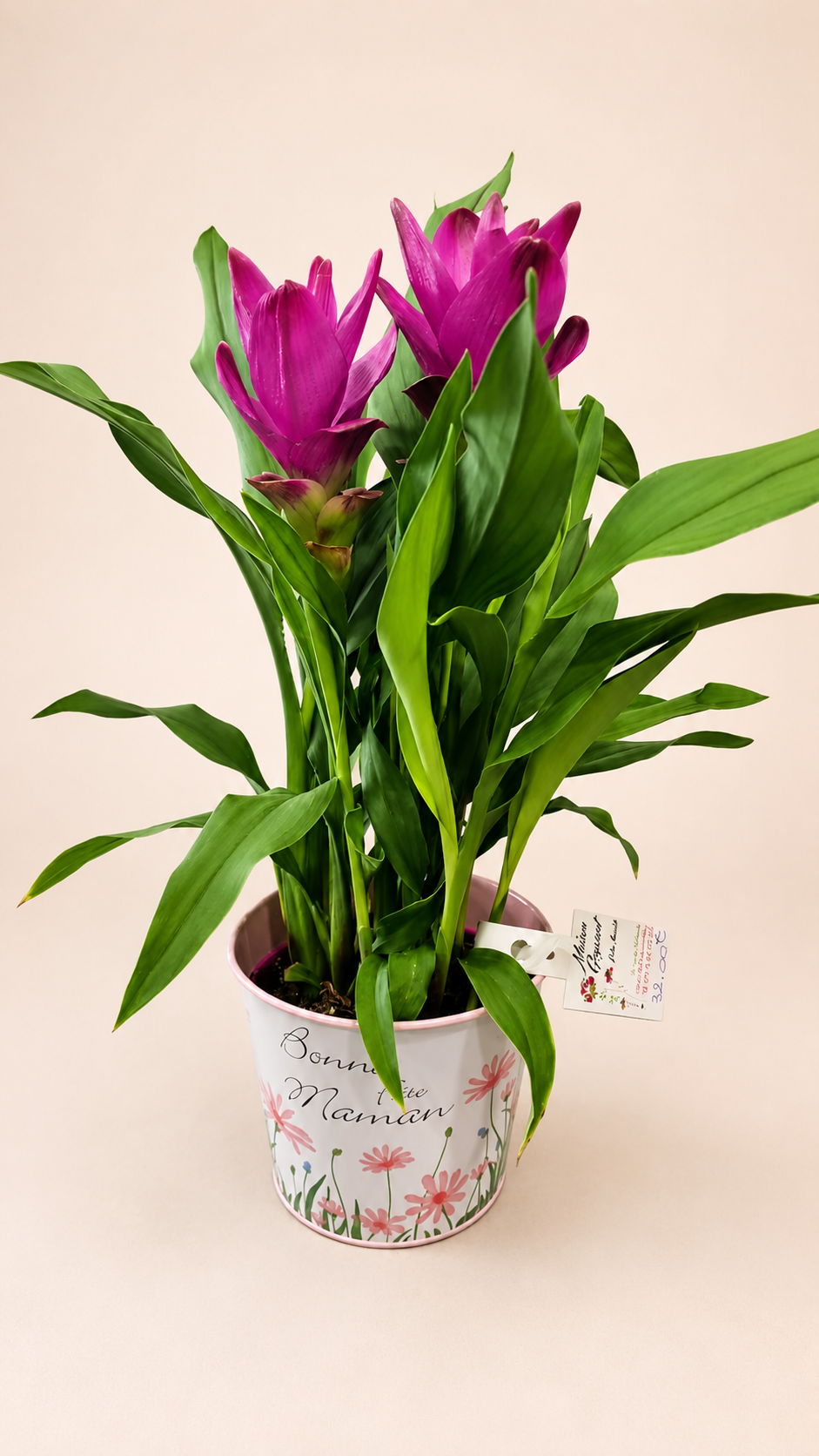 Curcuma