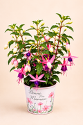 Fuchsia rose