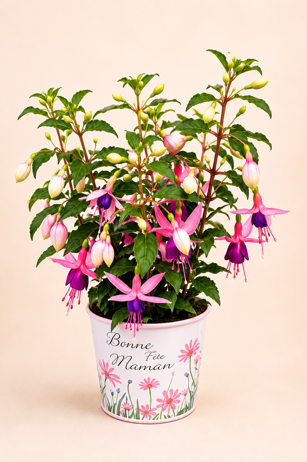 Fuchsia rose