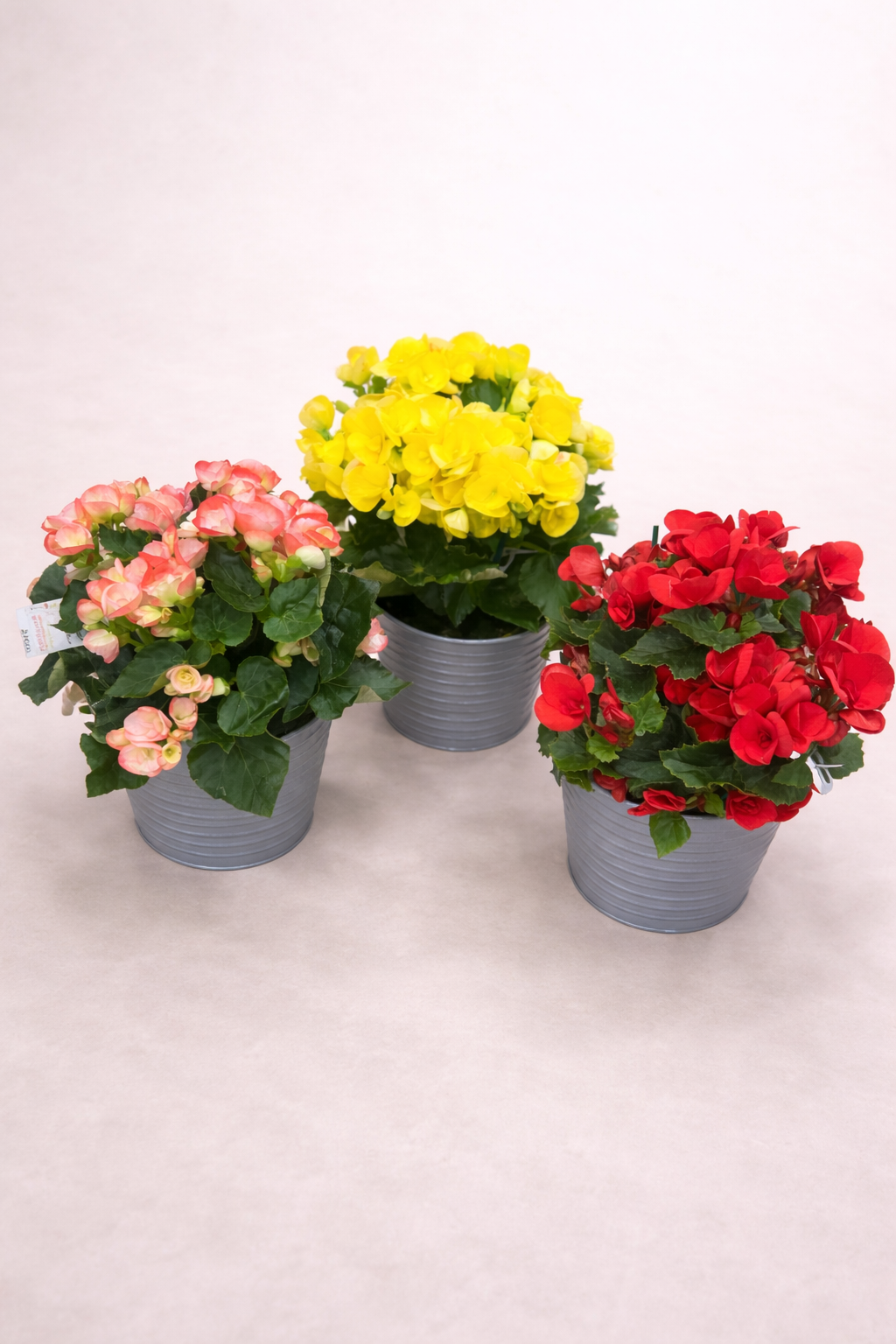 Bégonia en pot