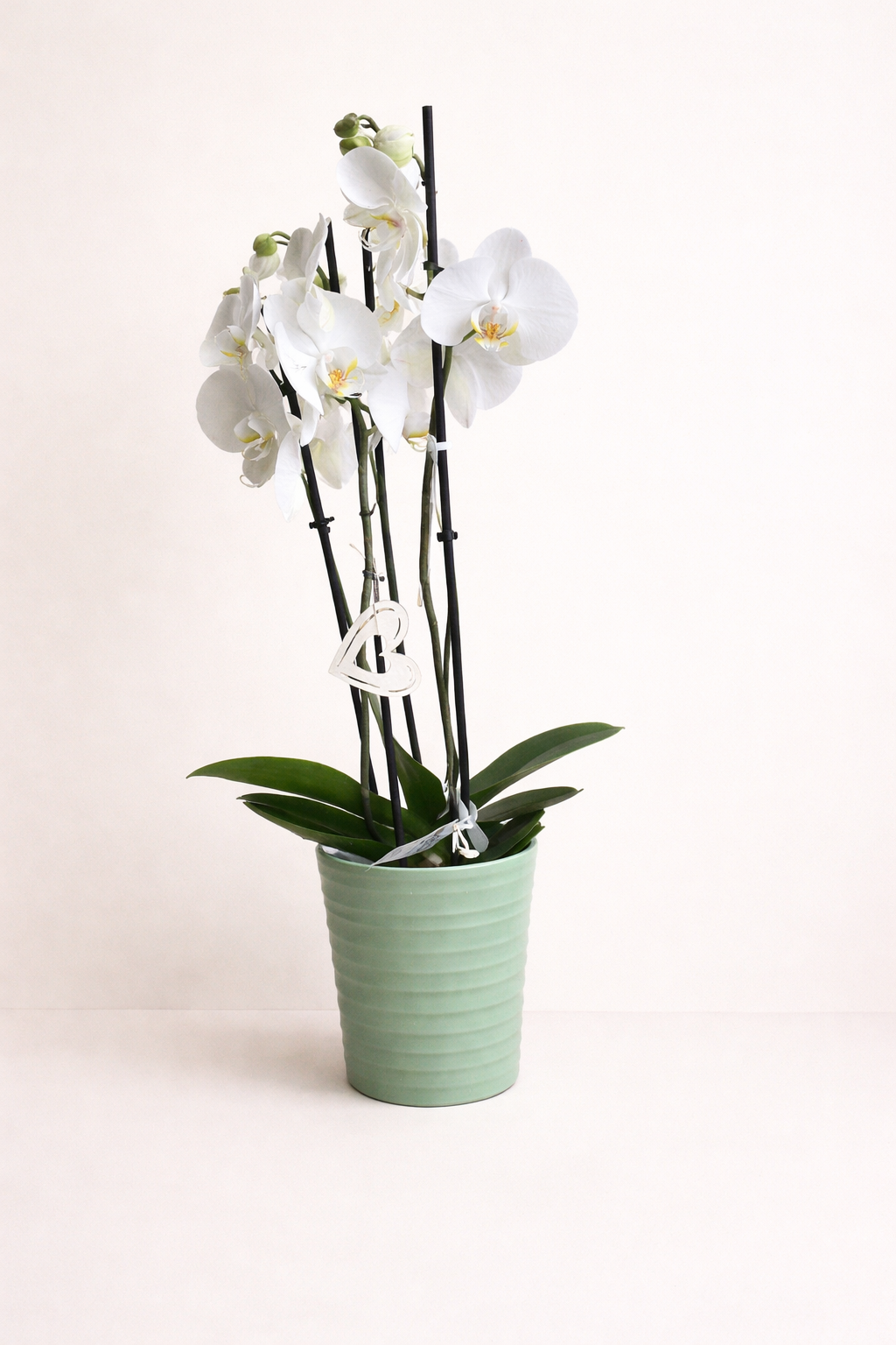 La beauté de l’orchidée