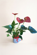 Anthurium rouge pot cœurs avec fond beige