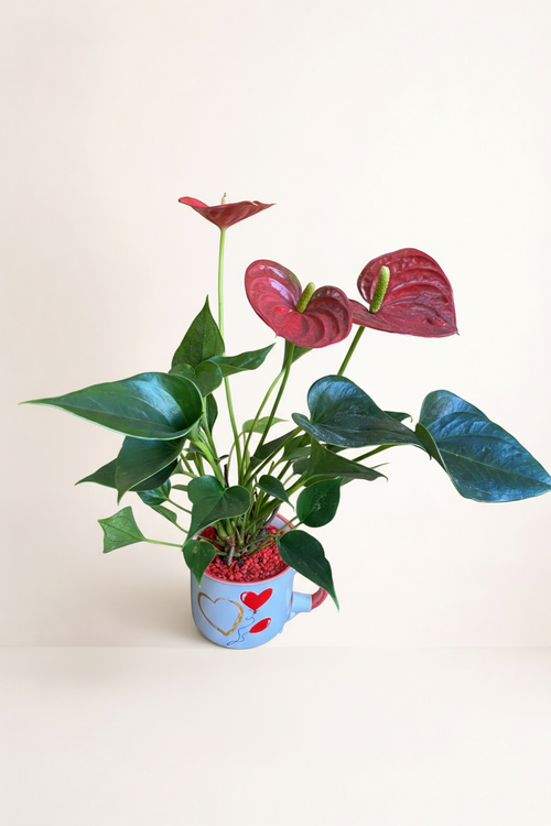 Anthurium rouge pot cœurs avec fond beige