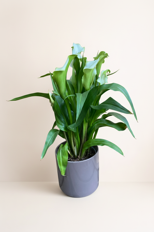 Arum calla lily pot gris avec fond beige