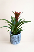 Broméliacée pot géométrique avec fond beige