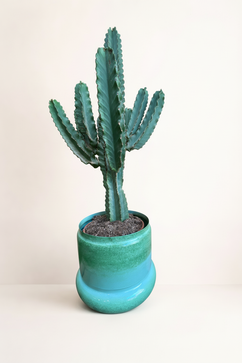 Cactus Euphorbia pot turquoise avec fond beige