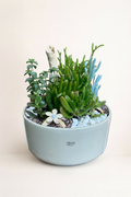 Composition de succulentes bol blanc avec fond beige