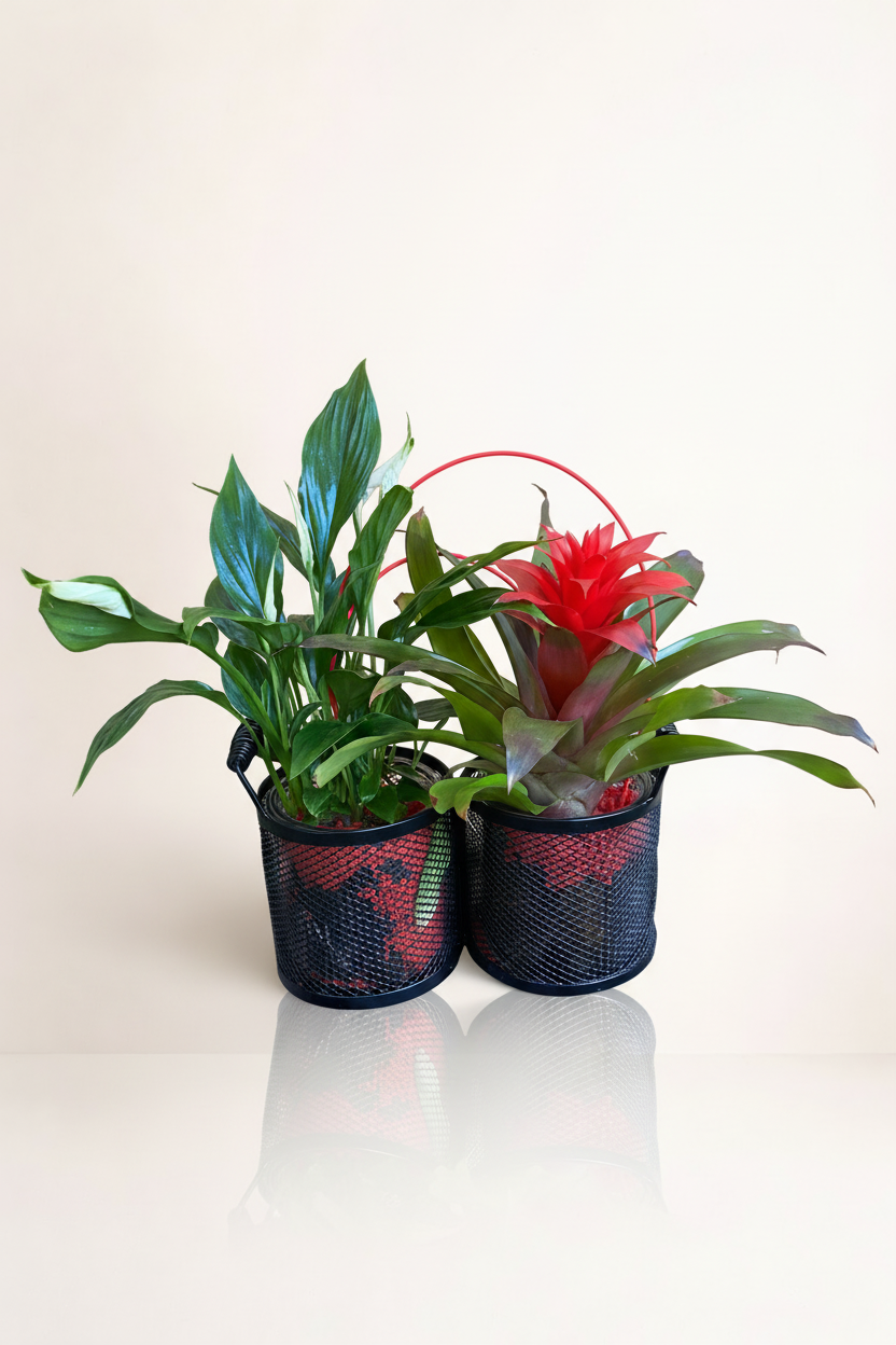 Duo plantes tropicales avec fond beige