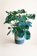 Monstera avec fond beige