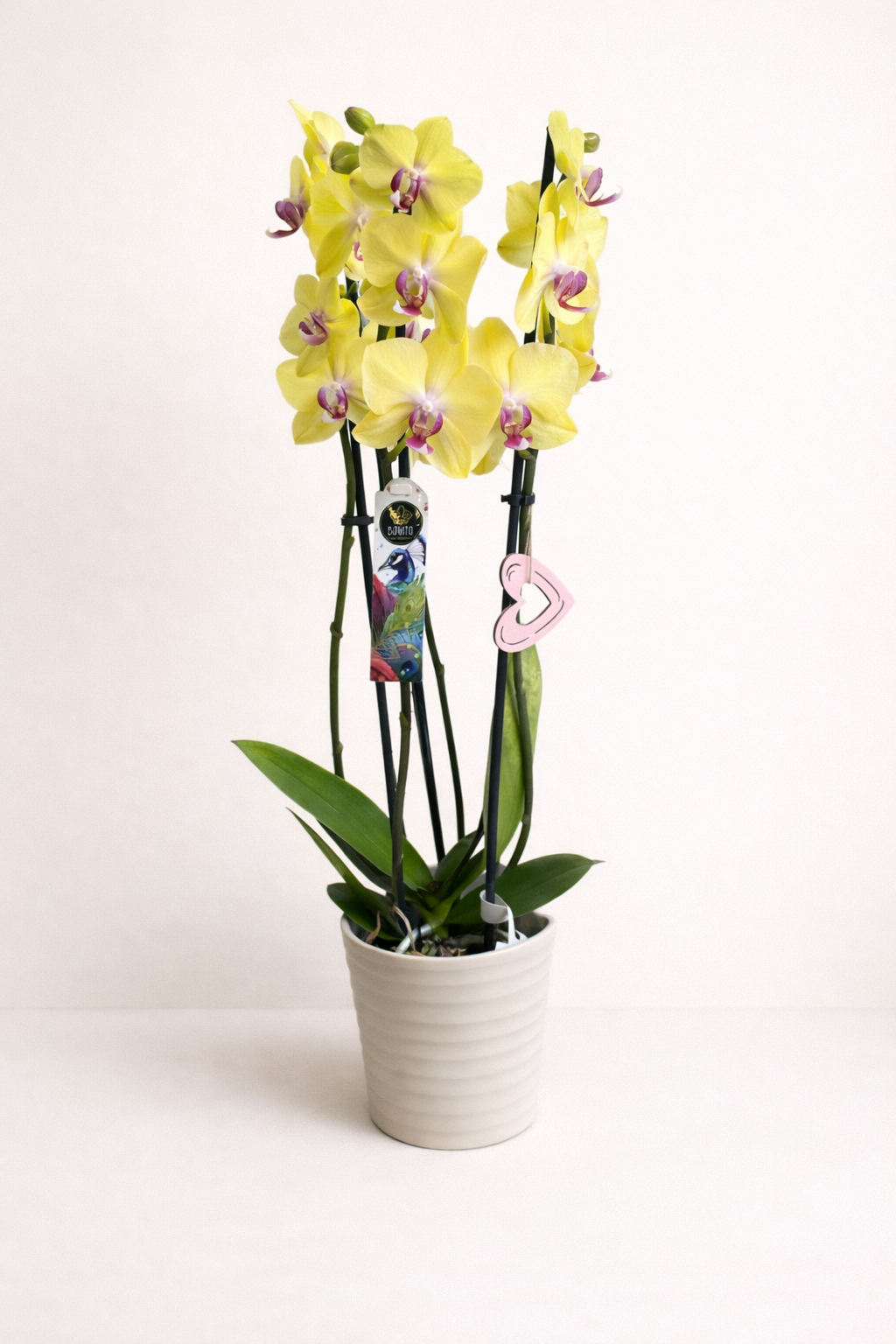 La beauté de l’orchidée