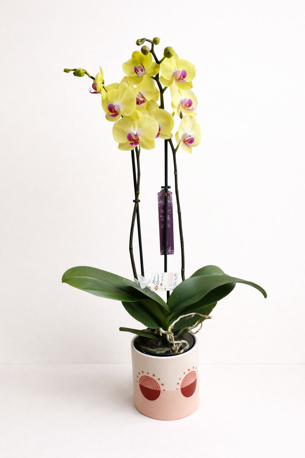 La beauté de l'orchidée - Pot Édition Limitée
