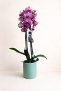 Orchidée couleur lilas - Pot vert
