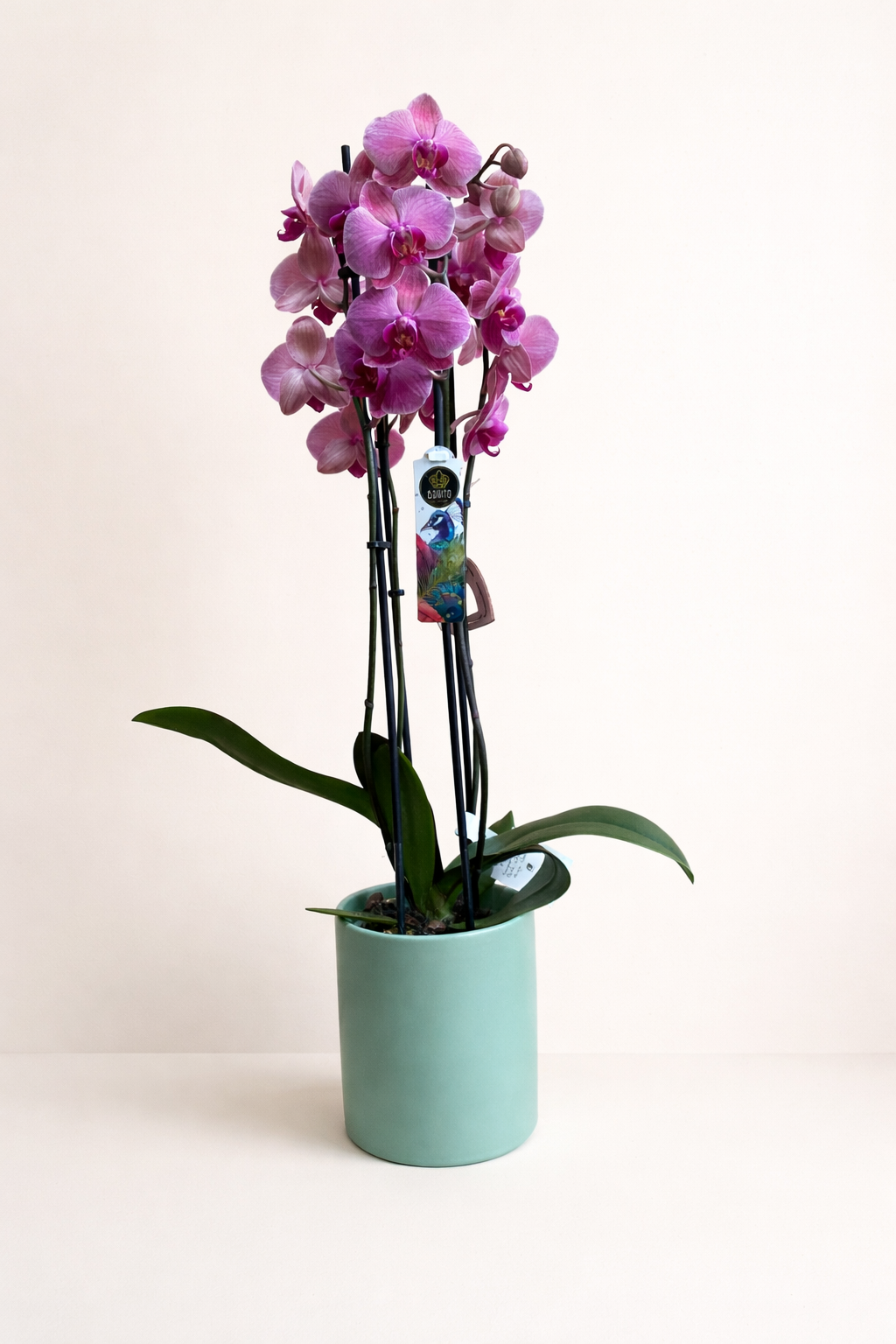 Orchidée couleur lilas - Pot vert